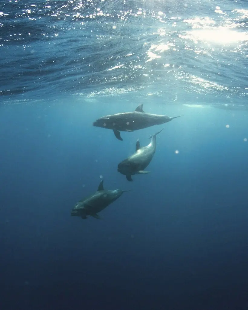 Swim with dolphins, Mauritius